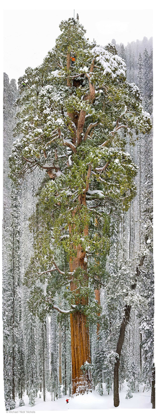 Illustration for article titled Para retratar este colosal árbol fue necesario unir 126 fotos